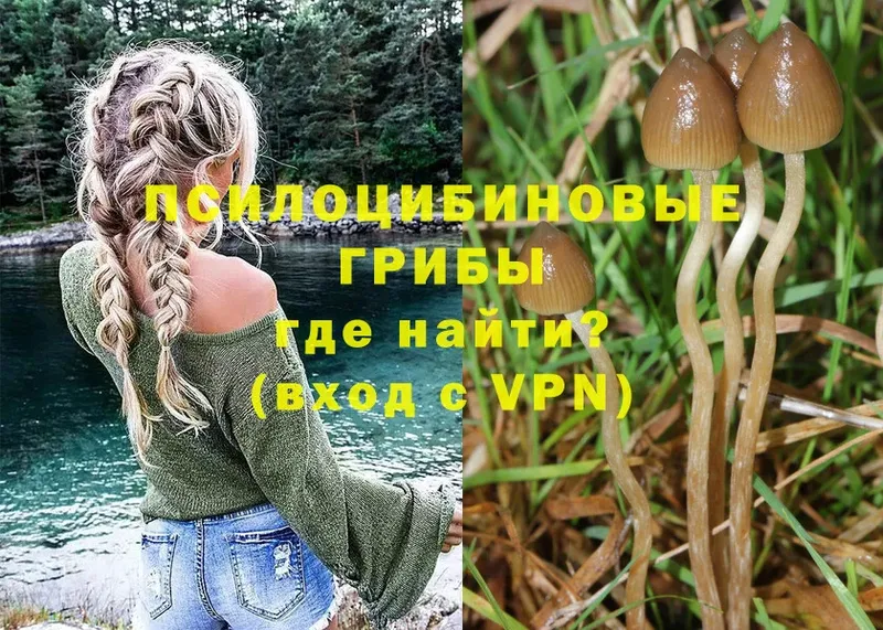 KRAKEN как войти  Азов  Псилоцибиновые грибы Psilocybe  как найти  